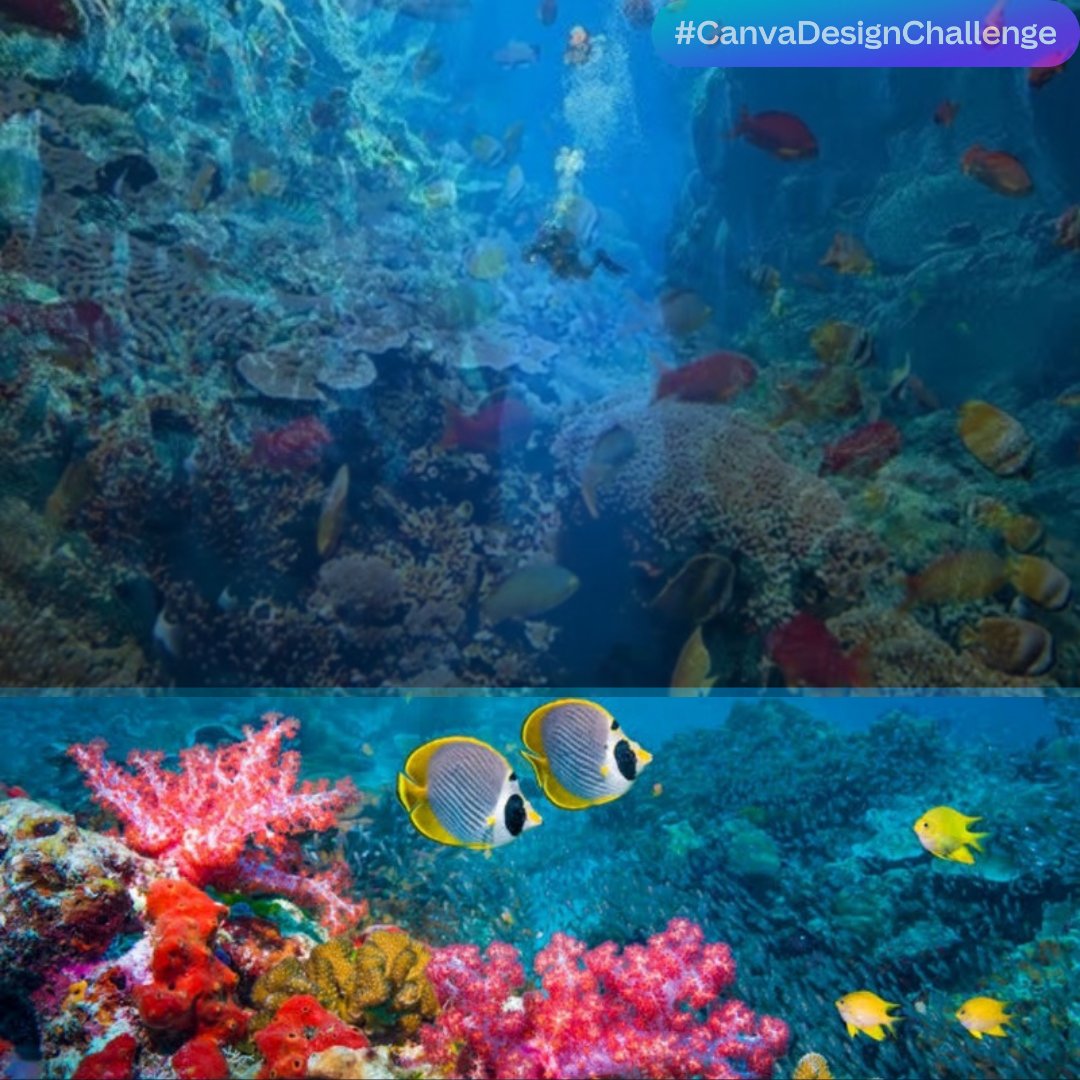NanditaShashi's tweet image. #CanvaDesignChallenge #CanvasDesign #oceanlife