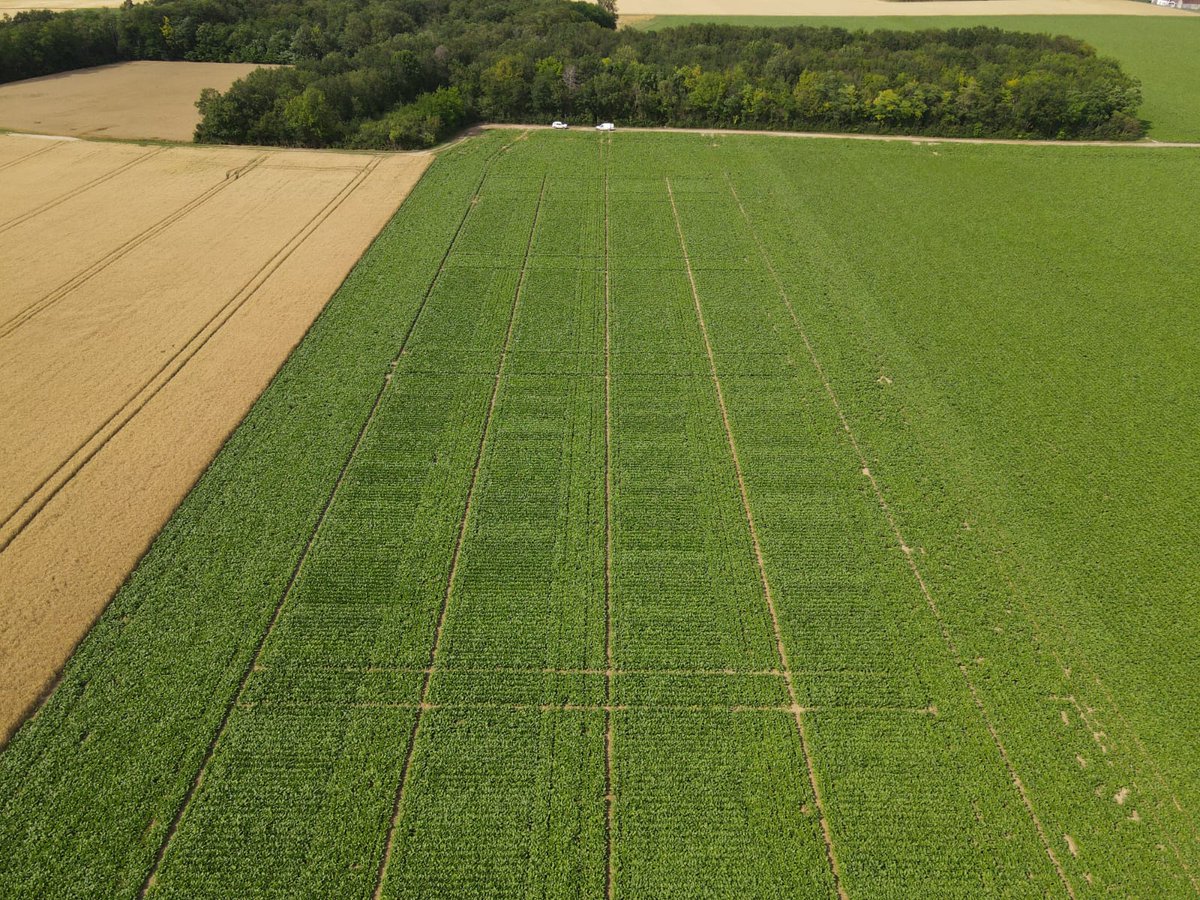 [Journées techniques] 
Nous donnons RDV à nos coopérateurs sur deux plateformes d’essais à 9h :
🗓️2/9 à Juranville(45)
> série Forte Pression Rhizomanie, observatoire maladies, PNRI…
🗓️6/9 à Viabon(28)
> série rhizomanie F8, Bio et essai Conviso, PNRI…