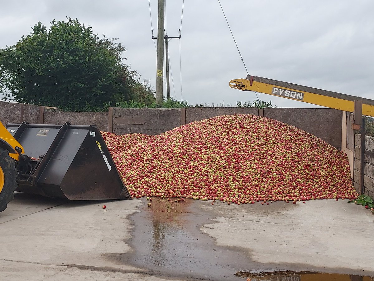 First load of Katy apples ready to load.