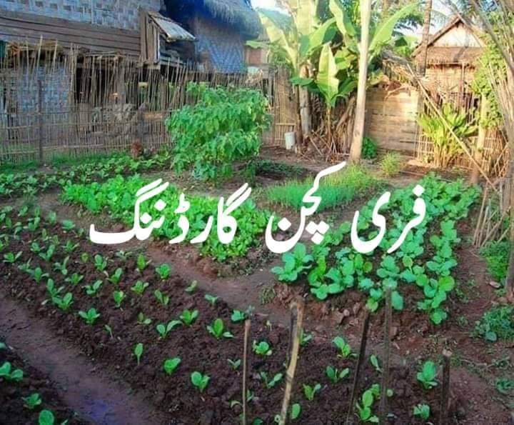 Muhamad__Mohsin's tweet photo. مہنگی سبزیاں کیوں خریدیں، گھر میں اُگائیں۔
سبزیاں اُگانے کی مکمل راہنمائی,مفت بیج ہم سےحاصل کریں۔یہ بیج کیاری، گملے، ٹائر، بوتل، گرو بیگ، پاٹ یا کریٹس وغیرہ میں آسانی سے اُگا سکتے ہیں۔آپ 1 گھر کے لیے 1 پیک یا 10 اقسام کے بیج مفت منگوا سکتے ہیں.(ڈلیوری چارجز آپ کو ادا کرنے ہوں گے) https://t.co/Lm3uHMcM9h