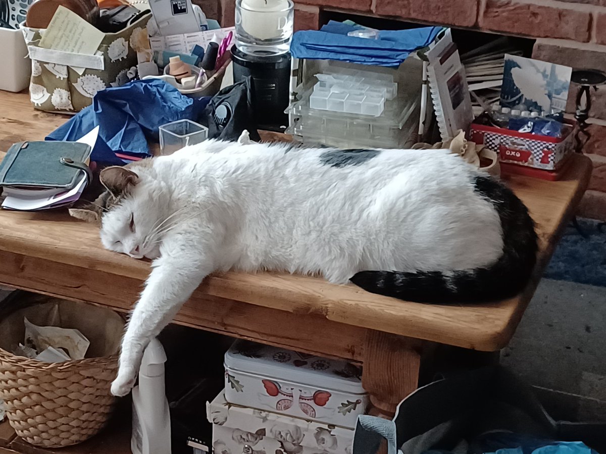 eveshambatcare's tweet photo. #PawsIn please #CatsOfTwitter my furry hooligans Diesel has to go to the V-E-T this morning to have more teeth out. His #Feral scrapyard start means his teeth aren't great & he had 8 out couple years ago. He is scared & hungry, just like me! #MashedFood #PoorBoy #Kerrching https://t.co/0mKwkLms1B