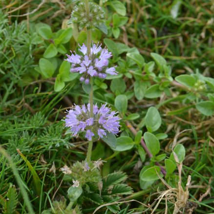 Small Fleabane (Pulicaria vulgaris) and Pennyroyal (Mentha pulegium) from a parched New Forest roadside ditch. @NatPhotoLtd @NatureTTL #TwitterNatureCommunity #TwitterNaturePhotography