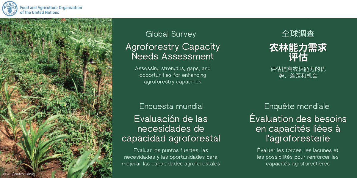 YPARD's tweet photo. 🍀@FAO is implementing an Agroforestry Capacity Needs Assessment aimed at anyone involved in agroforestry-related activities around the world!

The survey is intended to provide a baseline of existing agroforestry capacities globally

📅Deadline 15 Sep
Morehttps://bit.ly/3vRS6ys https://t.co/6BJpGBzouL