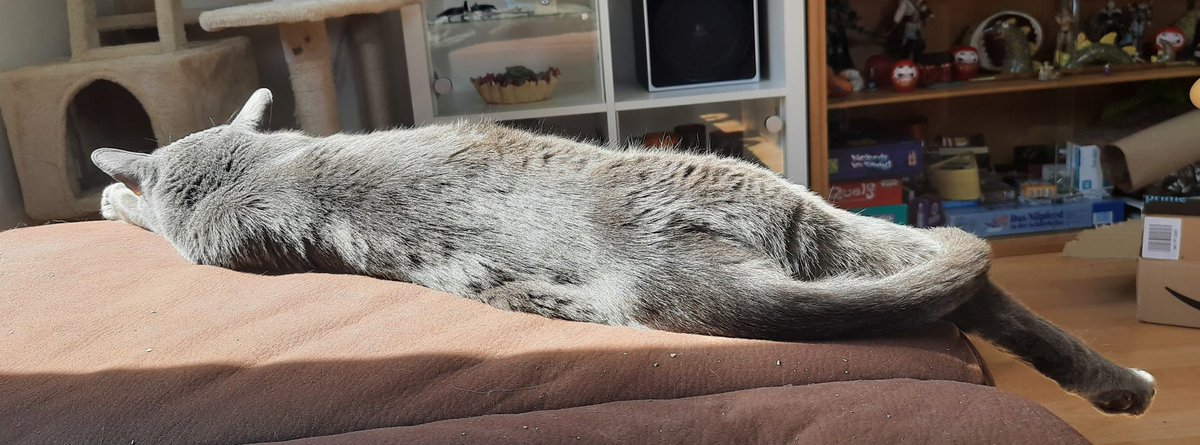 itsyakisoba's tweet photo. "The Duality of Bear"
1. Looooong
2. *knot*
#meetSansho
#CatContent
#ContentCat https://t.co/mEh4lemplP