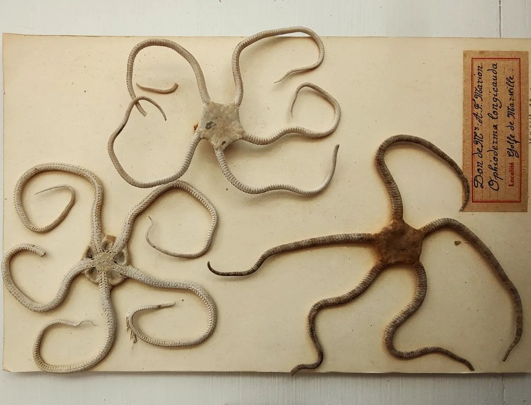 EtwTerp's tweet photo. La symétrie d'ordre 5 des échinodermes (2/2)
Museum d'Histoire Naturelle
Palais Longchamp, Marseille
19 juillet 2022
#maths_artist #mathpics #marseille #symetrie #echinoderme #mathsetnature
🔶 RV sur Instagram:
📸🖍️MATHS_ARTIST✏️🎨https://t.co/huEfGDmtXA… https://t.co/9h17PoCde9