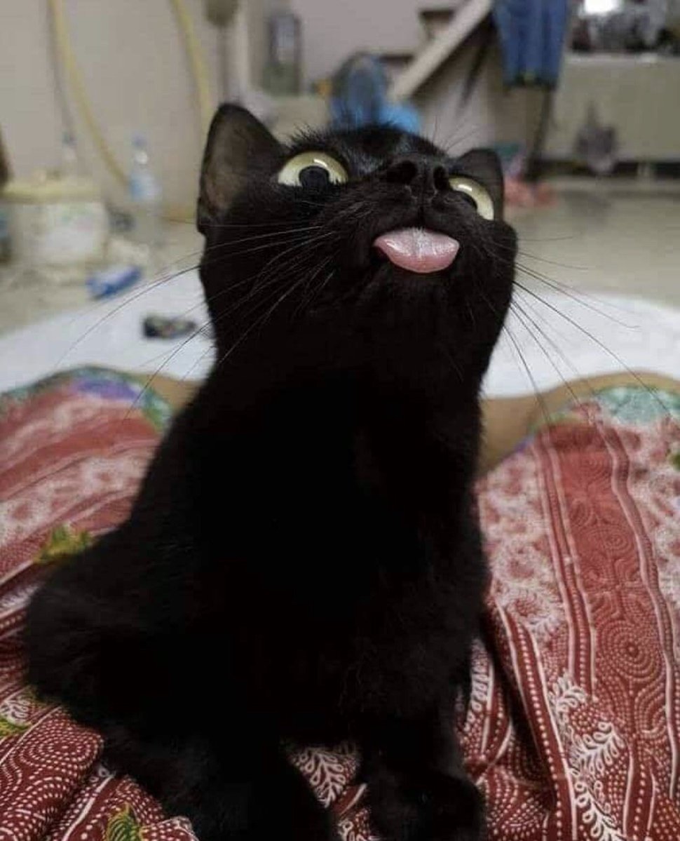 Todo Dia Gatinhos 🐾 (@tododiagatinhos) on Twitter photo 
