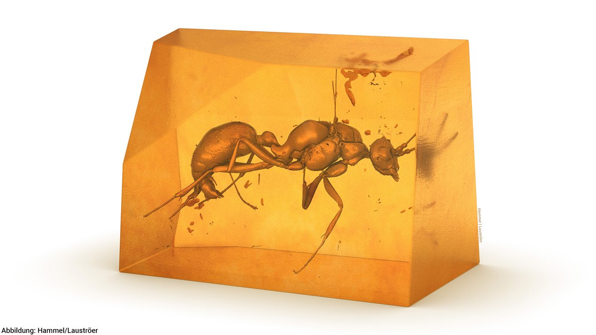Using #microCT, a research team @UniJena @UnivRennes1 @Uniwersytet_GD @HereonHelmholtz @desynews has discovered a previously unknown extinct #ant species encased in approximately 20-million-year-old #amber from Africa.

➡️ uni-jena.de/en/internation…