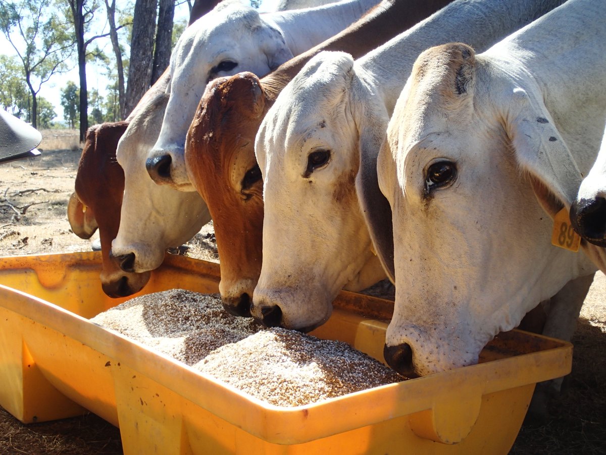 FutureBeef's tweet photo. Have you ever wondered what is the optimal stock to trough ratio when supplementing?  

Trough size needs to be a mix of providing enough access, having enough supplement on offer and avoiding having to fill up too often.

https://t.co/9hXFLr1w1s https://t.co/ucIT8MVjgq