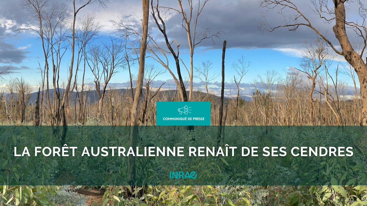 INRAE_France's tweet photo. #RP_INRAE🌳🔥Bonne nouvelle ! La forêt australienne renaît après les #incendies qui ont détruits 20% des #arbres fin 2019.
🛰️Une étude internationale basée sur des observations satellites montre qu’elle repousse, et vite ! ▶️https://t.co/xl69A0EOCL https://t.co/yQRLRMQ1jV
