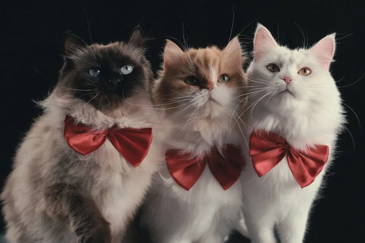 SplingMovies's tweet image. In this week's episode of Talking Movies on @FineMusicRadio, Spling is reviewing:

- Running with the Devil: The Wild World of John McAfee
- Last Night in Soho
- Inside the Mind of a Cat

#RunningWithTheDevil #JohnMcAfee #LastNightinSoho #InsidetheMindofaCat #Cats #TalkingMovies