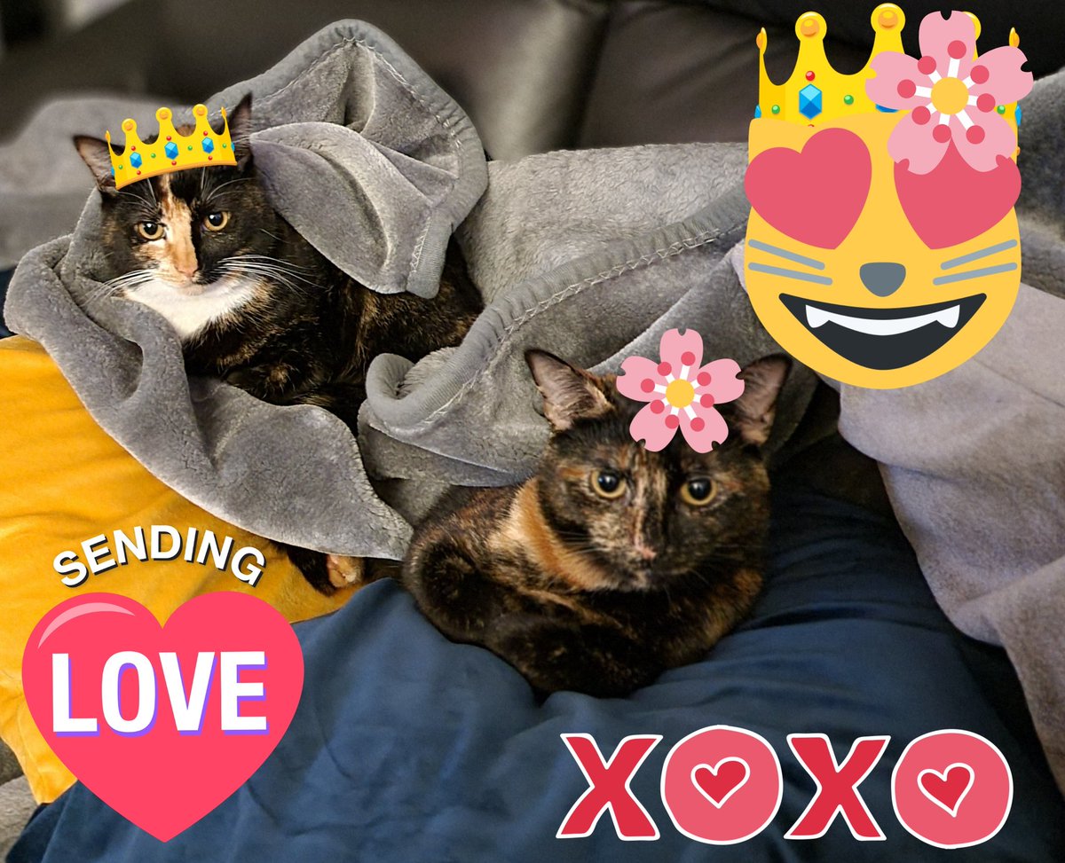 ArouraBlossom's tweet photo. @PickleAndNancy What a good job of #ifIfitIsit you're doing too! You have it well boxed off...#lol ๐พ๐น๐๐๐น๐ธ๐พ Wishing you both a #pawsome day. Aroura ๐ & Blossom ๐ธ xoxo https://t.co/0fYjaCzGaa
