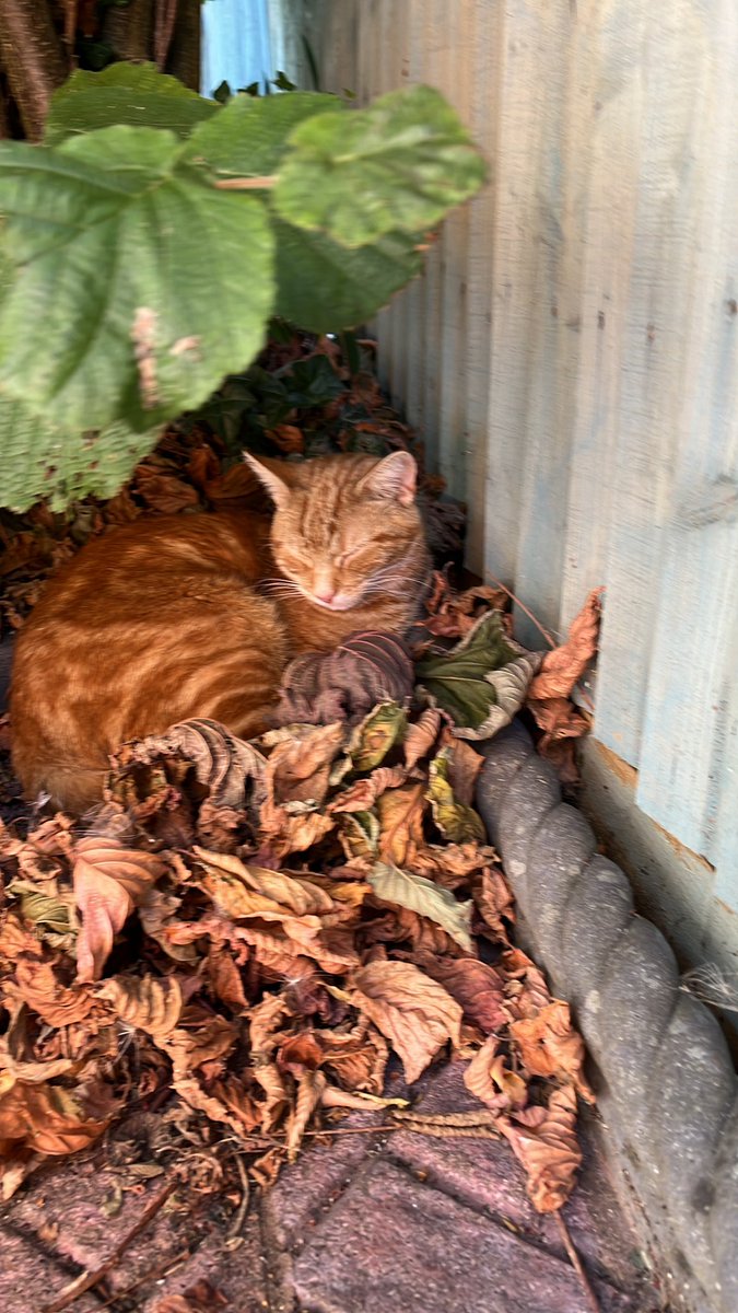 ZaktheCat3's tweet photo. Need I say more …. #GingerCatAppreciationDay https://t.co/5RGpXbMhtc
