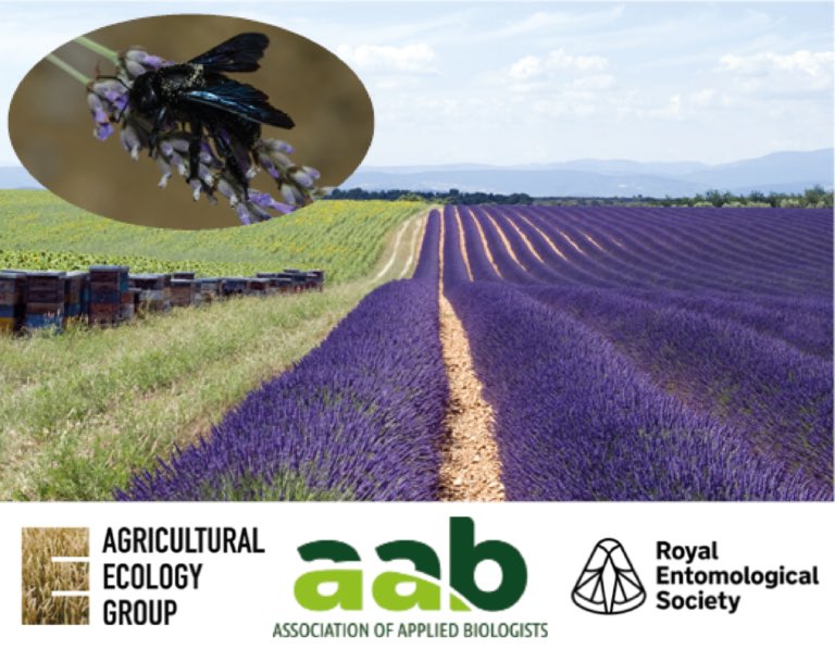 DrLucyAlford's tweet photo. Shaping the Future for #Pollinators - Innovations in Farmed Landscapes is nearly upon us! @D_Valsami will be presenting the research of her @BristolBioSci MSc thesis at this joint event by the @AABiologists @BritishEcolSoc @RoyEntSoc #Agriculture #Entomology #ClimateChange 🐝🌼🌾 https://t.co/KPUQKY3hZf