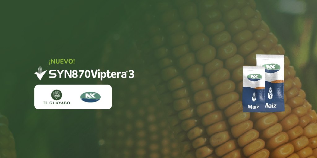 ElGuayaboSrl's tweet photo. #Maíz 🌽
✔ NK 870 VIP3
@NKSemillas
Lo tenemos 🙋🏻♂️🙋🏻♀️
📲 Pedí tu #BolsaNK en
#ElGuayabo 🌳
#CampañaMaíz 🌽
#NKRinde 🔝 #NK870Vip3
#ImpulsandoLaInnovación 🚀 #Producción #SantaFe 🇦🇷 https://t.co/qFHsh99hi0