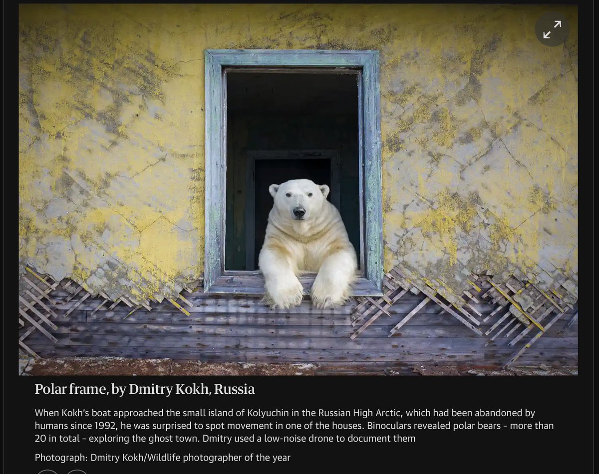 Elder Grizzly (@eldergrizzly) on Twitter photo “Ding dong. Can I interest you in a new book written about Jesus?” <a href="/bookofmormonuk/">The B🐸🐸k of Mormon</a>
#ElderPolar
In seriousness, fantastic photo by <a href="/DmitryKokh/">Dmitry Kokh</a> and rightly highly commended in Wildlife Photographer of the Year “Ding dong. Can I interest you in a new book written about Jesus?” <a href="/bookofmormonuk/">The B🐸🐸k of Mormon</a>
#ElderPolar
In seriousness, fantastic photo by <a href="/DmitryKokh/">Dmitry Kokh</a> and rightly highly commended in Wildlife Photographer of the Year