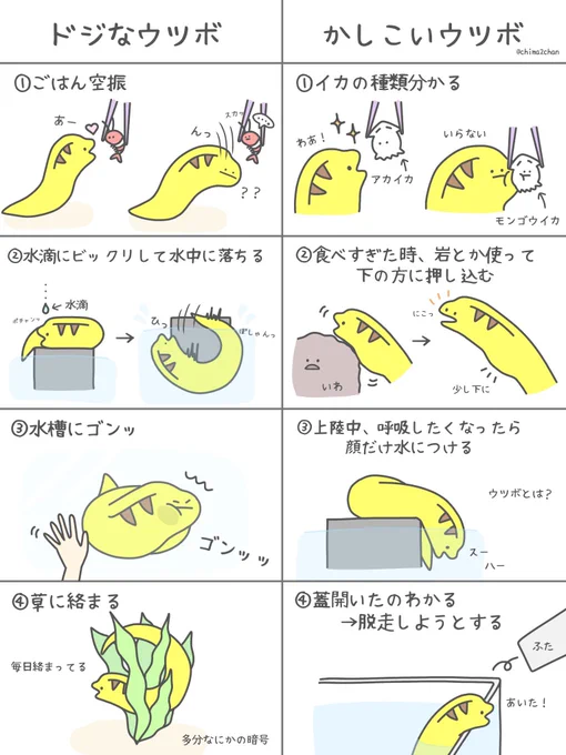 ウツボのドジなところと かしこいところ 