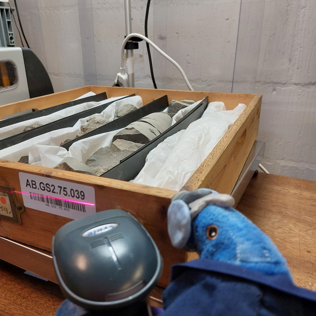 SedgwickMuseum's tweet photo. The drawers are ready to be processed!
Nono records which drawer they are documenting by scanning its barcode. The Sedgwick uses barcodes to record drawer locations.
This will tie the information recorded to the drawer when it's moved.
#MovingAMountain #BehindTheScenes
(1/2) https://t.co/T6h9yEahty