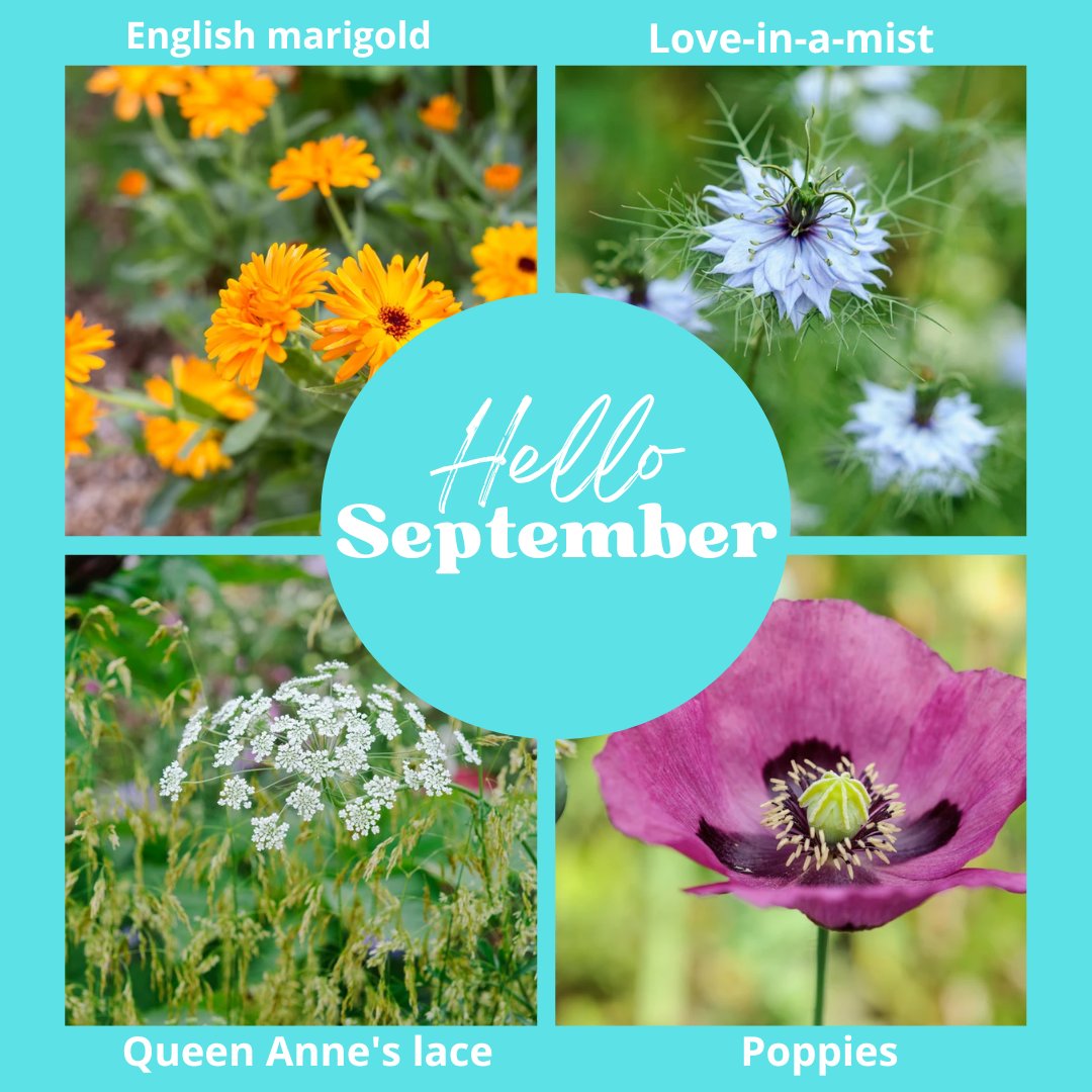 Hello September! Here are some plants you can sow in September!

#bees #ispotabee #savethebees #nature