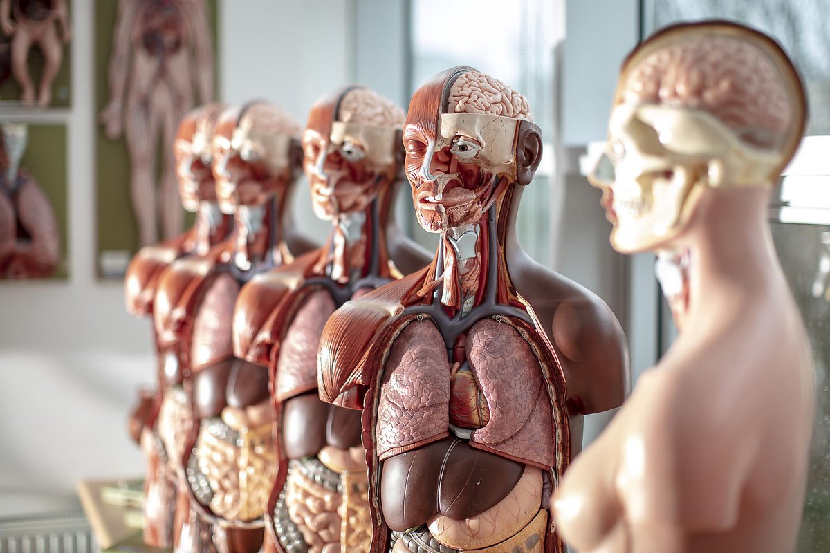 We have installed new anatomy models with darker coloured skin tones to improve the diversity of our medical teaching materials. 🔗 plymouth.ac.uk/news/new-model…