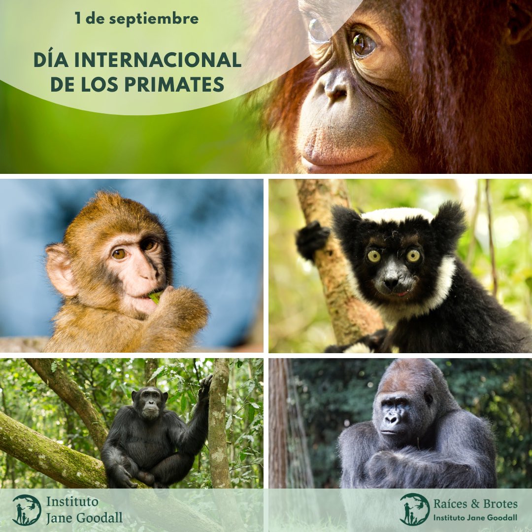 JaneGoodallEspa's tweet photo. Los primates no humanos son de importancia central para la biodiversidad tropical y para muchas funciones, procesos y servicios del ecosistema.

#DíaInternacionalDeLosPrimates https://t.co/BtOXum1Ggw