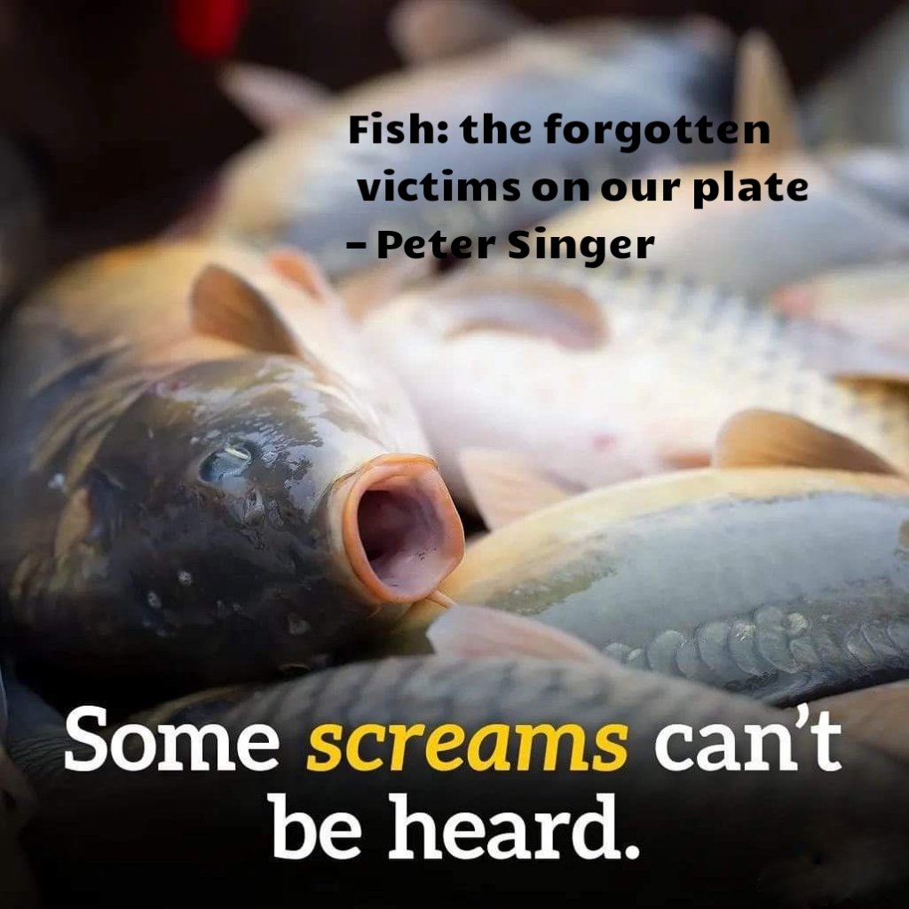 Fish are sentient beings who feel pain, stress, fear and exhibit cautious behaviour much like birds and land-based mammals. There are many amazing plant-based seafood products now available, so there is no need for this c r u e l t y! all-creatures.org/articles/ar-fi… 💧🐟🐠