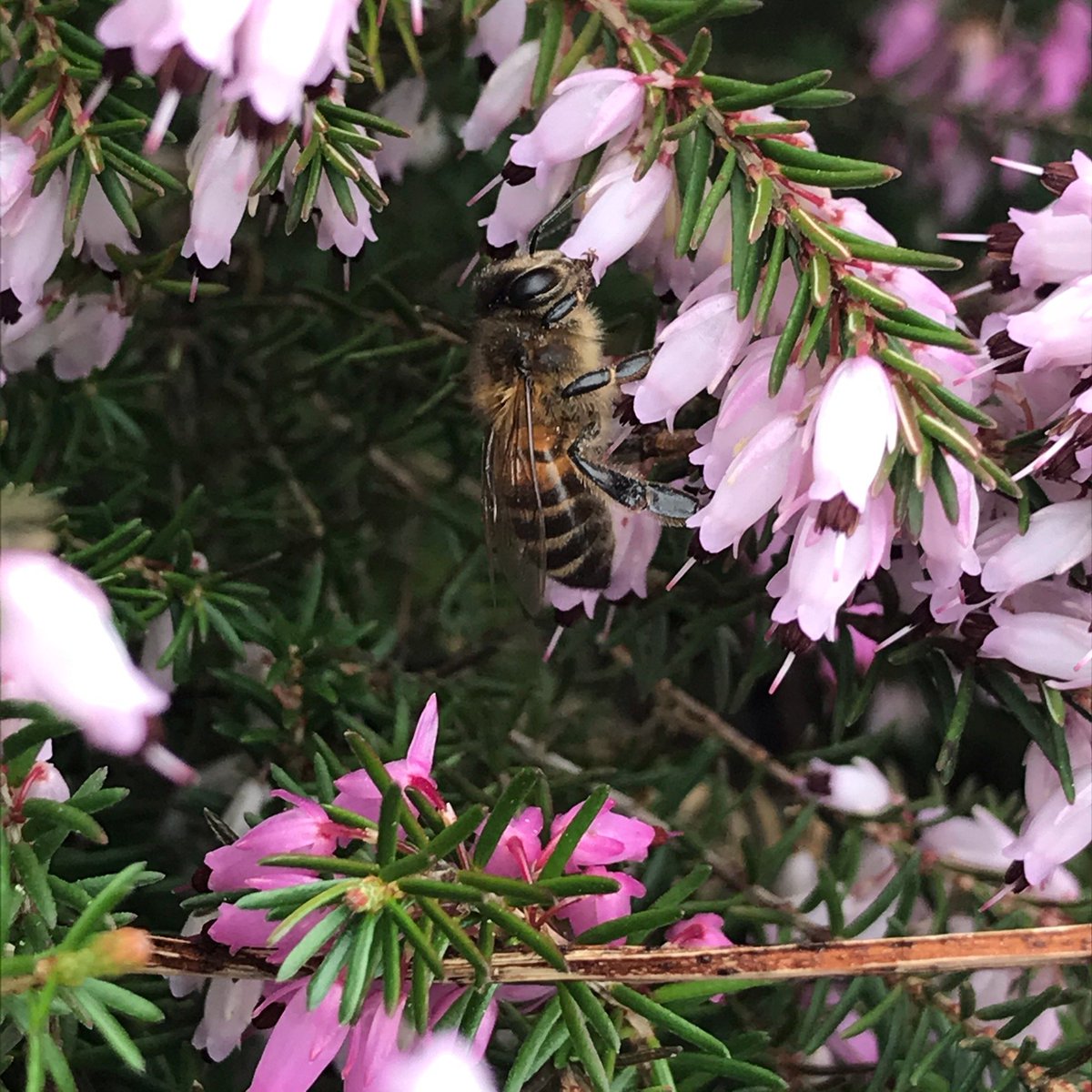 Another beautiful picture of a honey bee on some bell heather