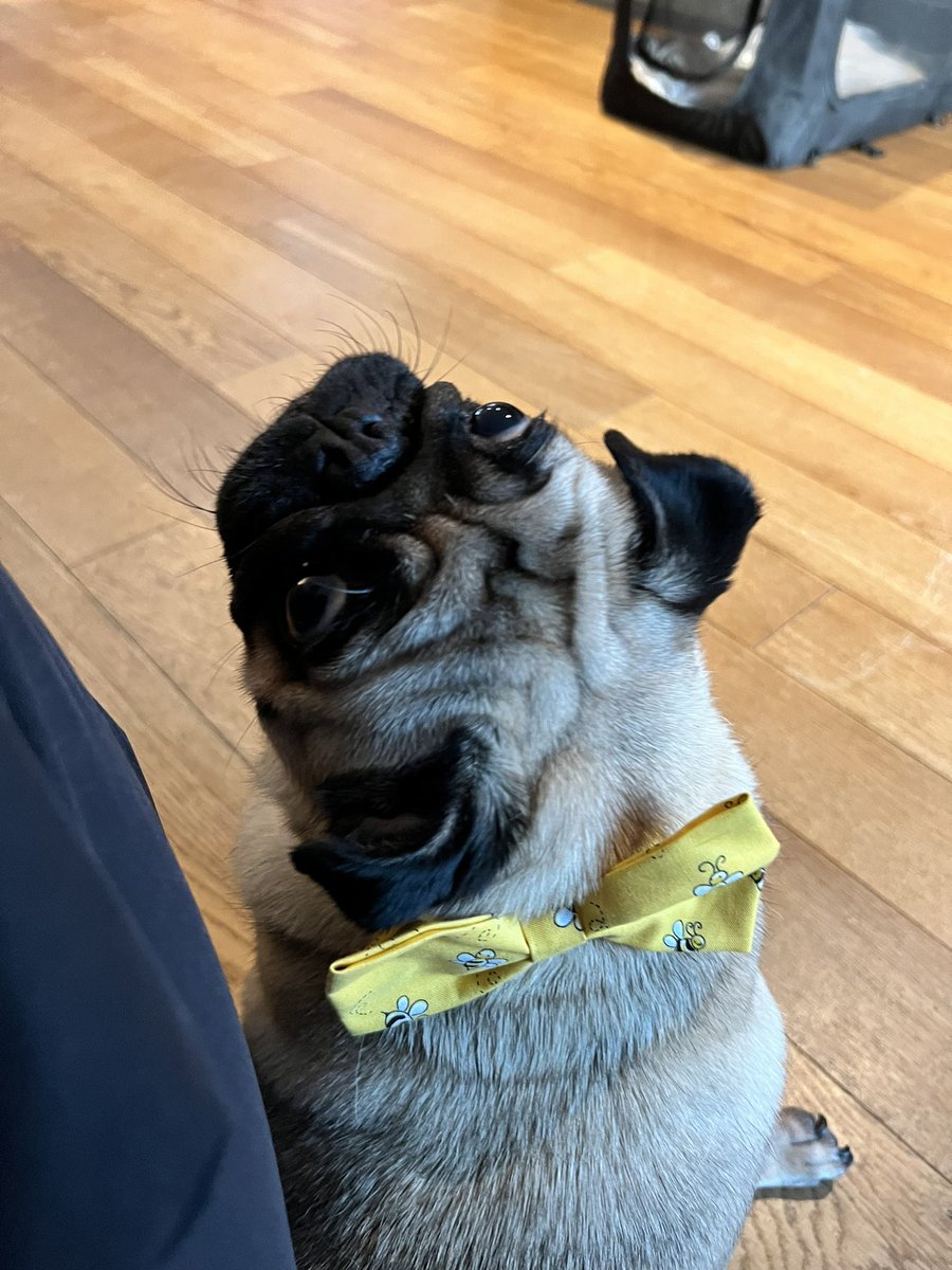 One in a buzzillion 🐝🐝🐝

#pug #pugs #pugsofinstagram #pugstagram #pugslife #pugspugspugs #pugsandkisses #pugsdaily #pugsproud #pugsmile #pugswag #pugsoftheday #pugsnuggles #pugscorner #pugsarethebest #pugsworld #pugstyle #pugsrule #pugsproud_feature #pugslove #pugslife🐾