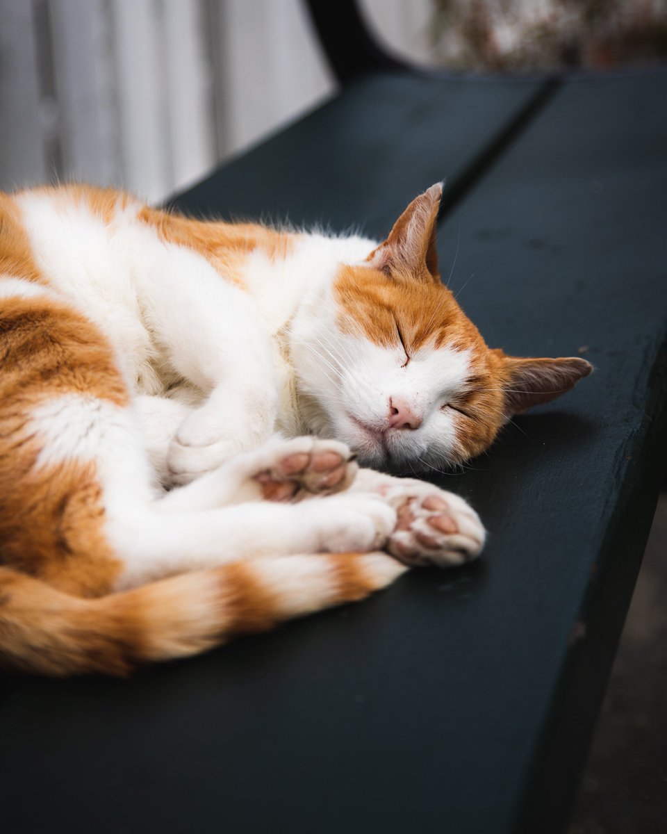 Silje van der Meeren 📸 tweet media