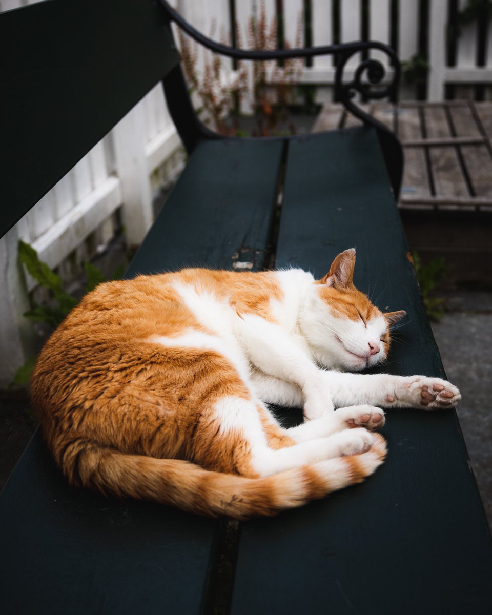 GM and happy Caturday from this adorable, sleepy furball😻