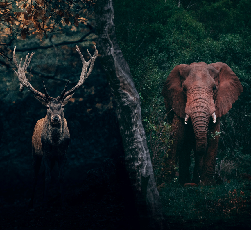 KU_IFRO's tweet photo. Wildlife hunting motivations and resulting ecological consequences vary depending on the socio-economic context across Africa and Europe, according to a new study from our Postdoc @BachmannMona. Open acces 👉 https://t.co/UdSopSdpIb 🐘🦌 https://t.co/M4mI3K49C3