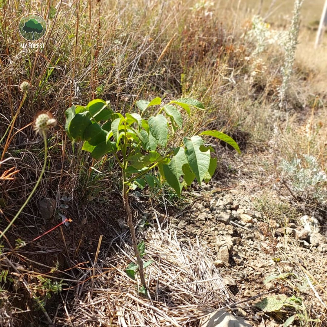 In #Shirakamut #afforestation area, we planted our first trees in November 2020.
After the severe #drought in the summer of 2021, we installed 2 powerful pumps to water the #seedlings. 
We replaced all dead seedlings in April 2022.
Here is how they're doing.
#PlantTreesForLife