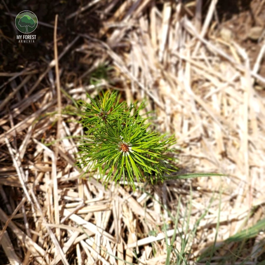 MyForestArmenia's tweet photo. In #Shirakamut #afforestation area, we planted our first trees in November 2020.
After the severe #drought in the summer of 2021, we installed 2 powerful pumps to water the #seedlings.
We replaced all dead seedlings in April 2022.
Here is how they're doing.
#PlantTreesForLife https://t.co/Gl6awnjRa9