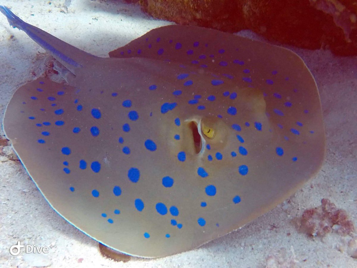 NesimaDiving's tweet photo. Blue spotted stingray very common in Red Sea 
And one of our favorite 

#redsea #scubadiving #dahab #egypt https://t.co/883lVdamYP