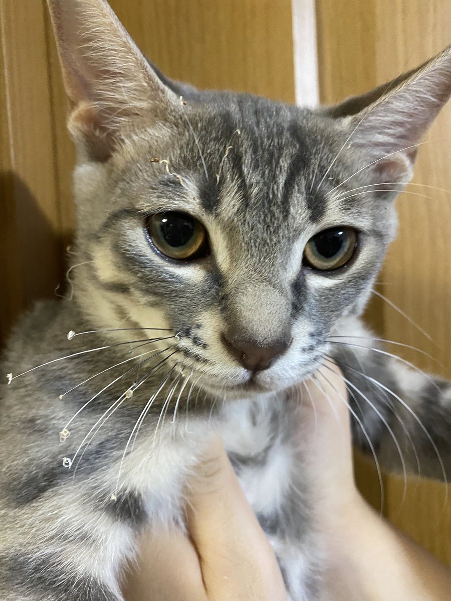 shinbasofyanimo's tweet photo. おひげとまゆげがこげたニャ😭

#ねこすたぐらむ
#にゃんすたぐらむ
#猫好きさんとつながりたい https://t.co/Q7F1bnEoMU