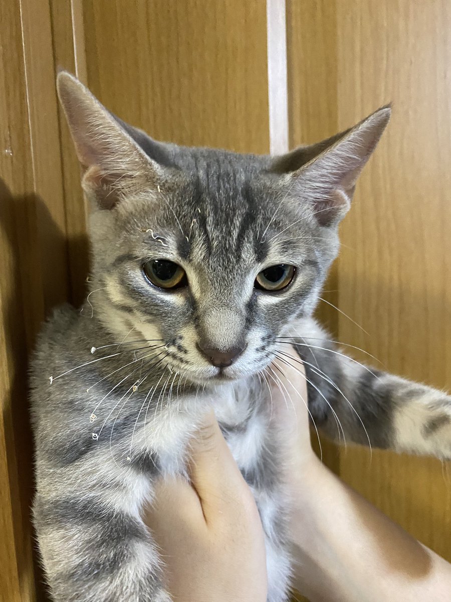shinbasofyanimo's tweet photo. おひげとまゆげがこげたニャ😭

#ねこすたぐらむ
#にゃんすたぐらむ
#猫好きさんとつながりたい https://t.co/Q7F1bnEoMU