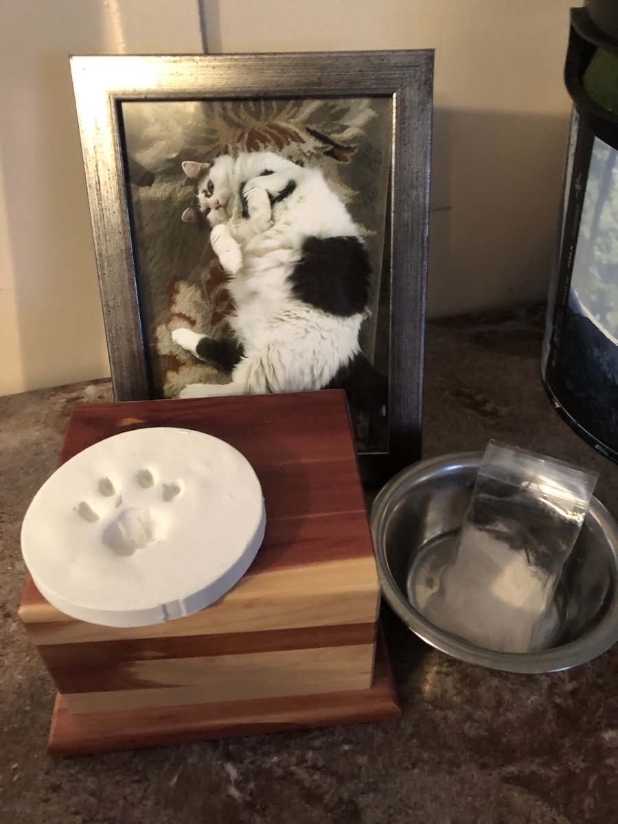 DrawingDroplet's tweet photo. There is a reason I haven't been posting. My cat Rosie had to be euthanized due to mouth cancer.. it happened so fast within a month of noticing she was drooling more than usual she was gone. She was an amazing cat my fiancé, her sister Lula and I miss her so much.. RIP Rosie.. https://t.co/aof99LrQrM