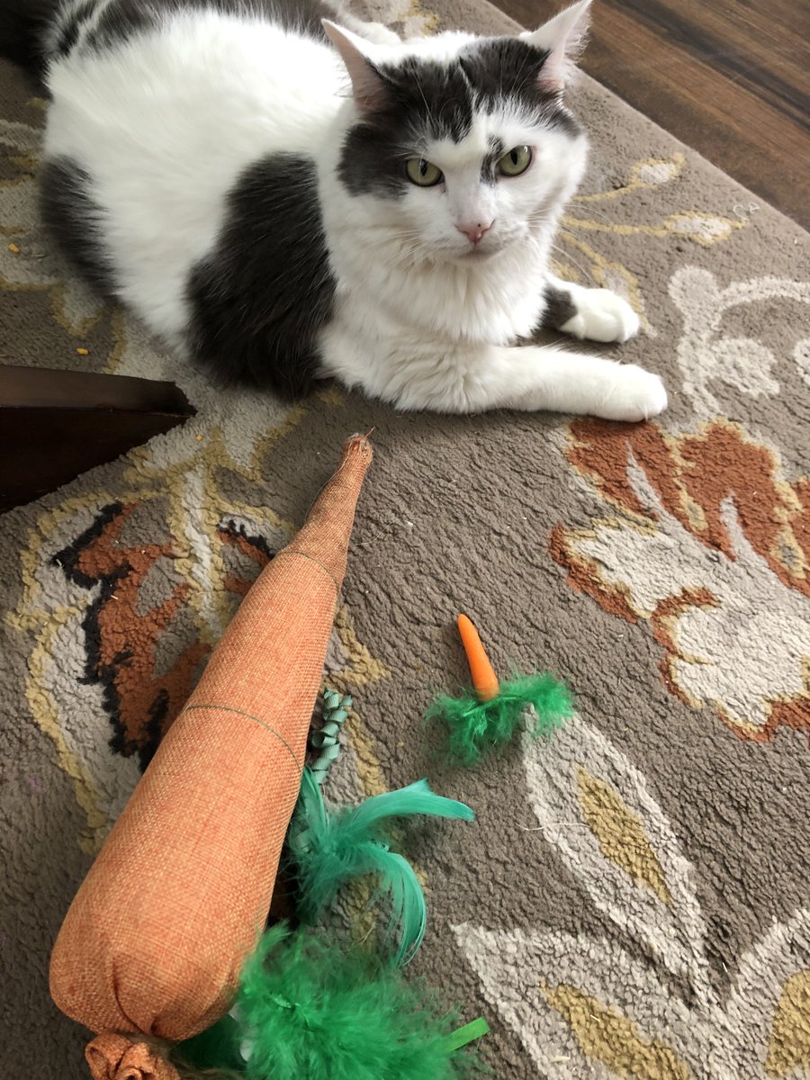 DrawingDroplet's tweet photo. There is a reason I haven't been posting. My cat Rosie had to be euthanized due to mouth cancer.. it happened so fast within a month of noticing she was drooling more than usual she was gone. She was an amazing cat my fiancé, her sister Lula and I miss her so much.. RIP Rosie.. https://t.co/aof99LrQrM