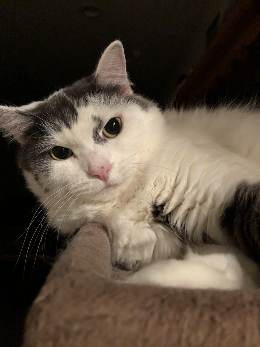 DrawingDroplet's tweet photo. There is a reason I haven't been posting. My cat Rosie had to be euthanized due to mouth cancer.. it happened so fast within a month of noticing she was drooling more than usual she was gone. She was an amazing cat my fiancé, her sister Lula and I miss her so much.. RIP Rosie.. https://t.co/aof99LrQrM