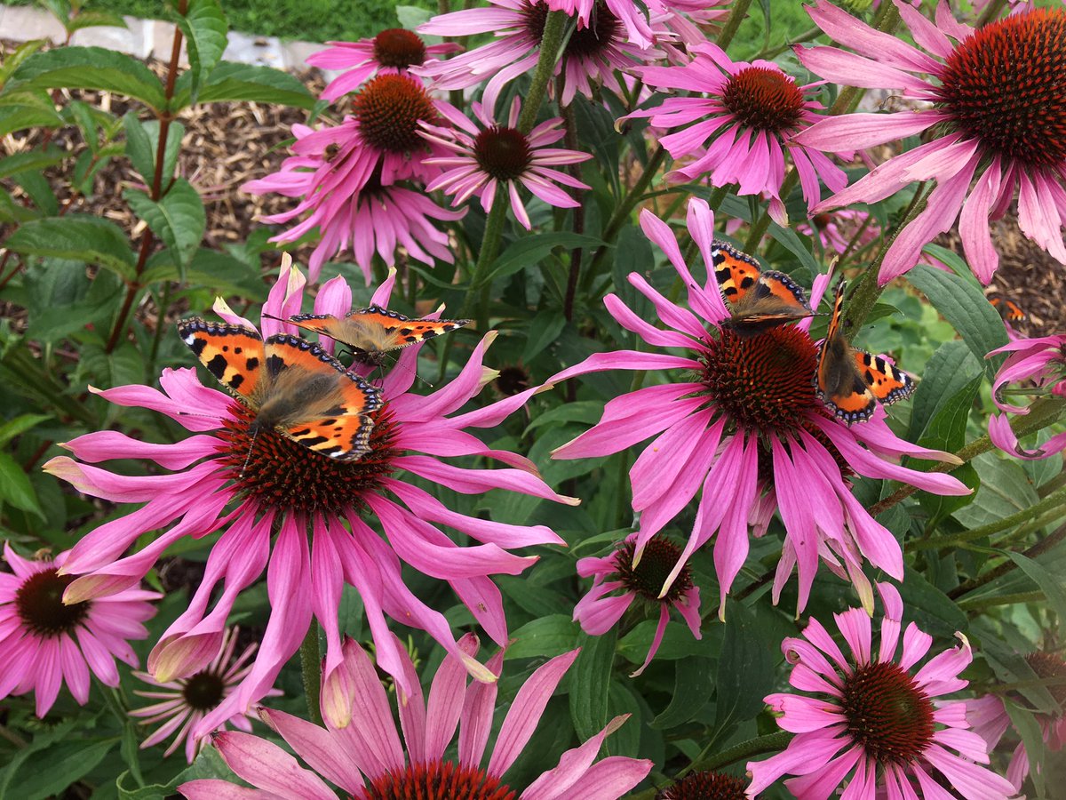 je74147597's tweet photo. When you grow something and it provides insects with food 😊 #smallactions #pollinators #biodiversity #LetNatureIn https://t.co/QS7W1otUKP