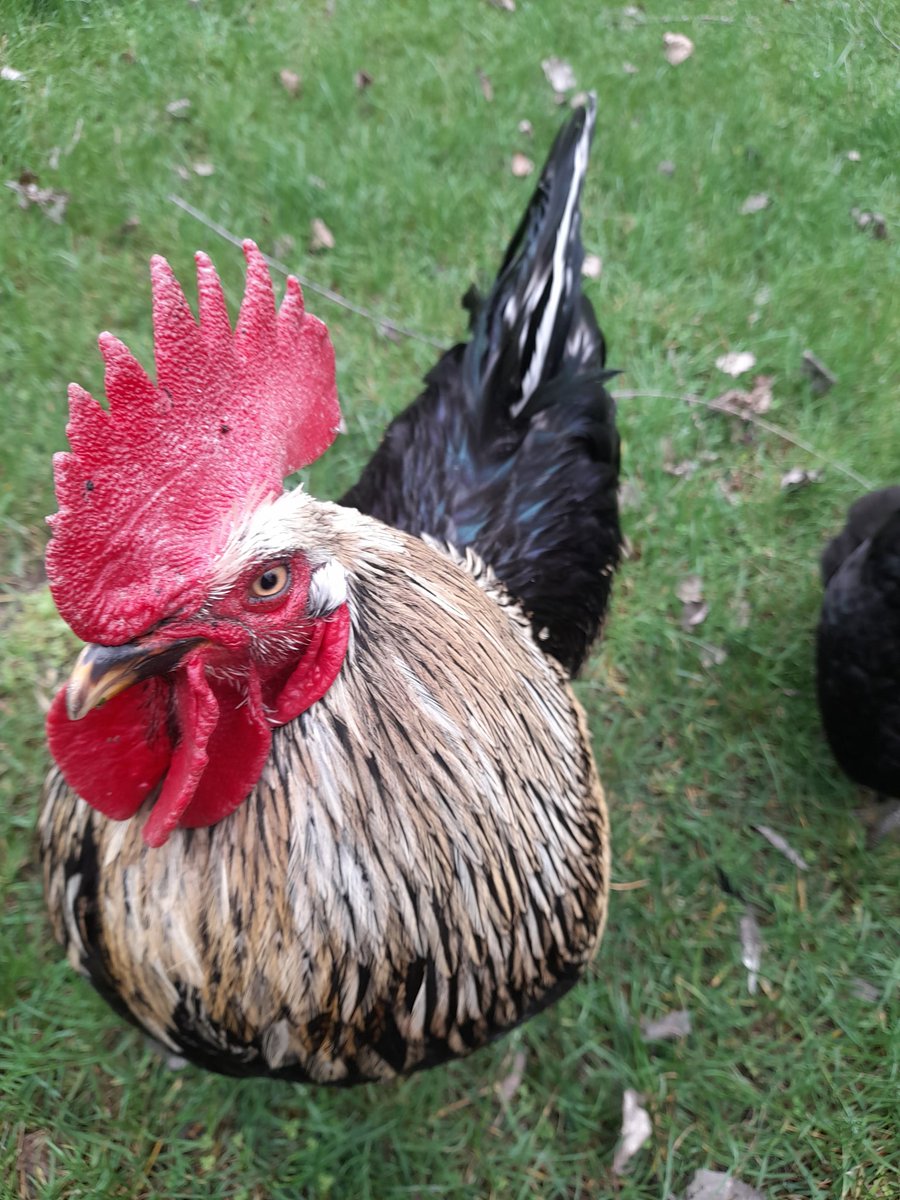 PersonalKay_'s tweet photo. My queens
Lulú, the cutest rooster that hates everyone but me
And Romeo, the hen that pecks me if I don't hold her and pet her while I feed her walnuts (there's a fake egg in the nest, it's not deformed fjdhhdh) https://t.co/7rLoa796dX