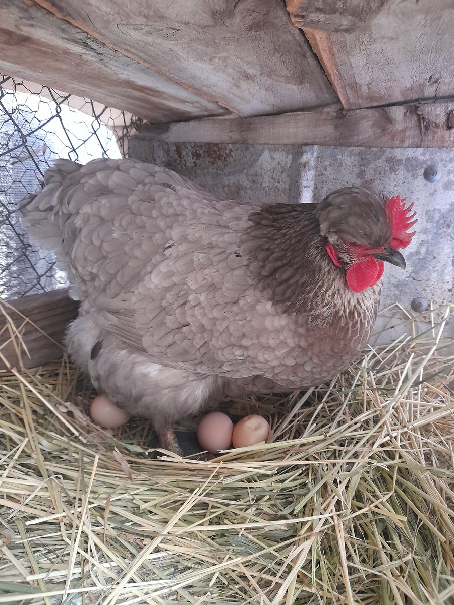 My queens
Lulú, the cutest rooster that hates everyone but me
And Romeo, the hen that pecks me if I don't hold her and pet her while I feed her walnuts (there's a fake egg in the nest, it's not deformed fjdhhdh)