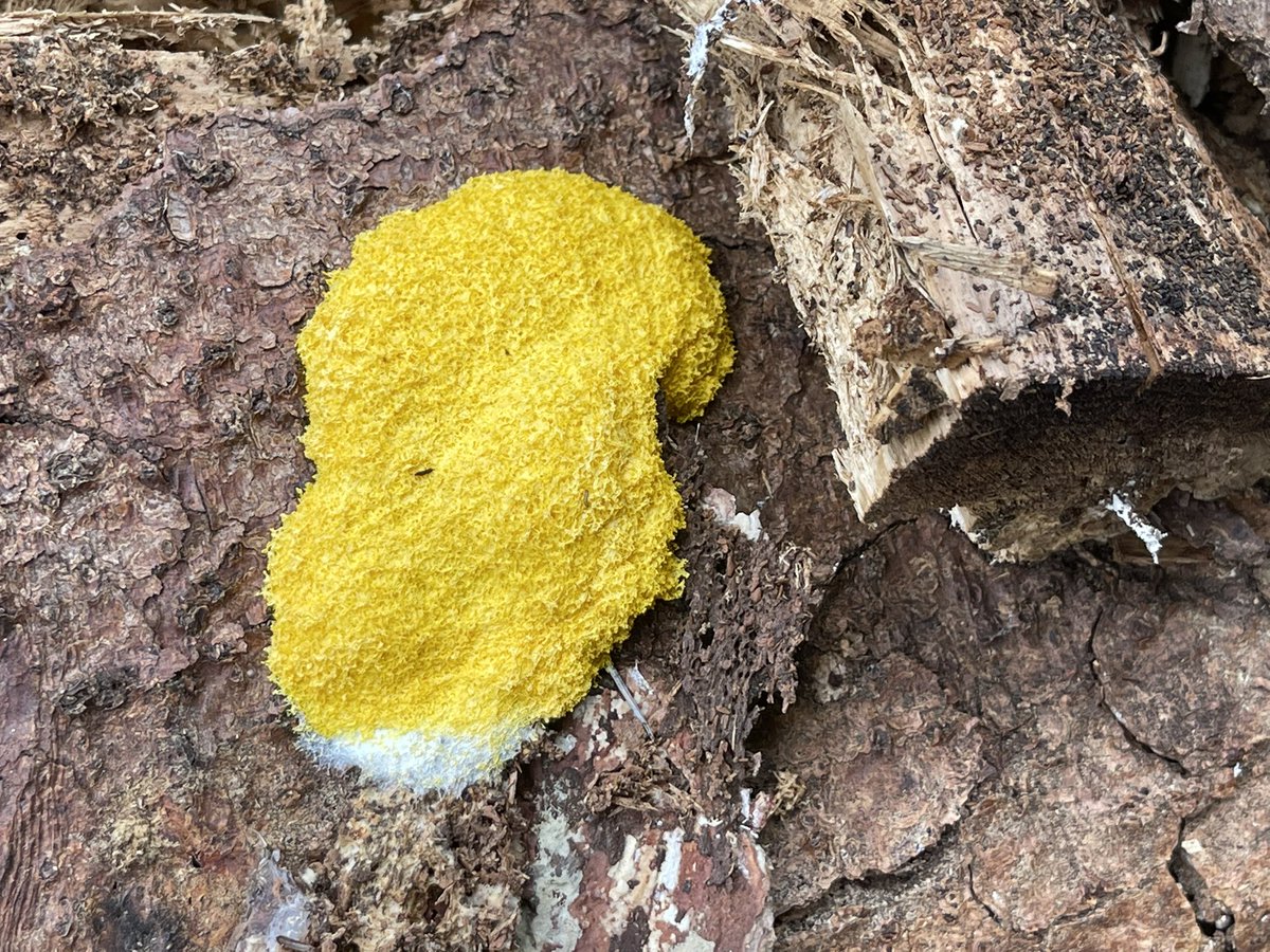 physicus's tweet image. Slime mold on my warm, wet - dare I say moist - tree stumps.  As far as I can tell it’s physarum polycephalum: a see single-celled creature that lives on bacteria.  Also wonderfully known as dog vomit fungus, although it’s not a fungus.
