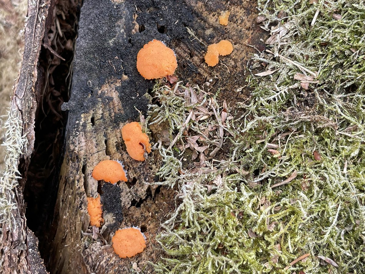 physicus's tweet image. Slime mold on my warm, wet - dare I say moist - tree stumps.  As far as I can tell it’s physarum polycephalum: a see single-celled creature that lives on bacteria.  Also wonderfully known as dog vomit fungus, although it’s not a fungus.