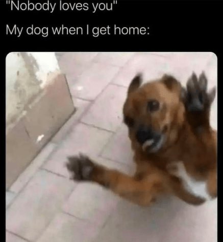 GloriousDoggos's tweet photo. Somebody loves you. 🐕‍🦺🚶🏻‍♀️❤️ https://t.co/0bDXpYQ5dN