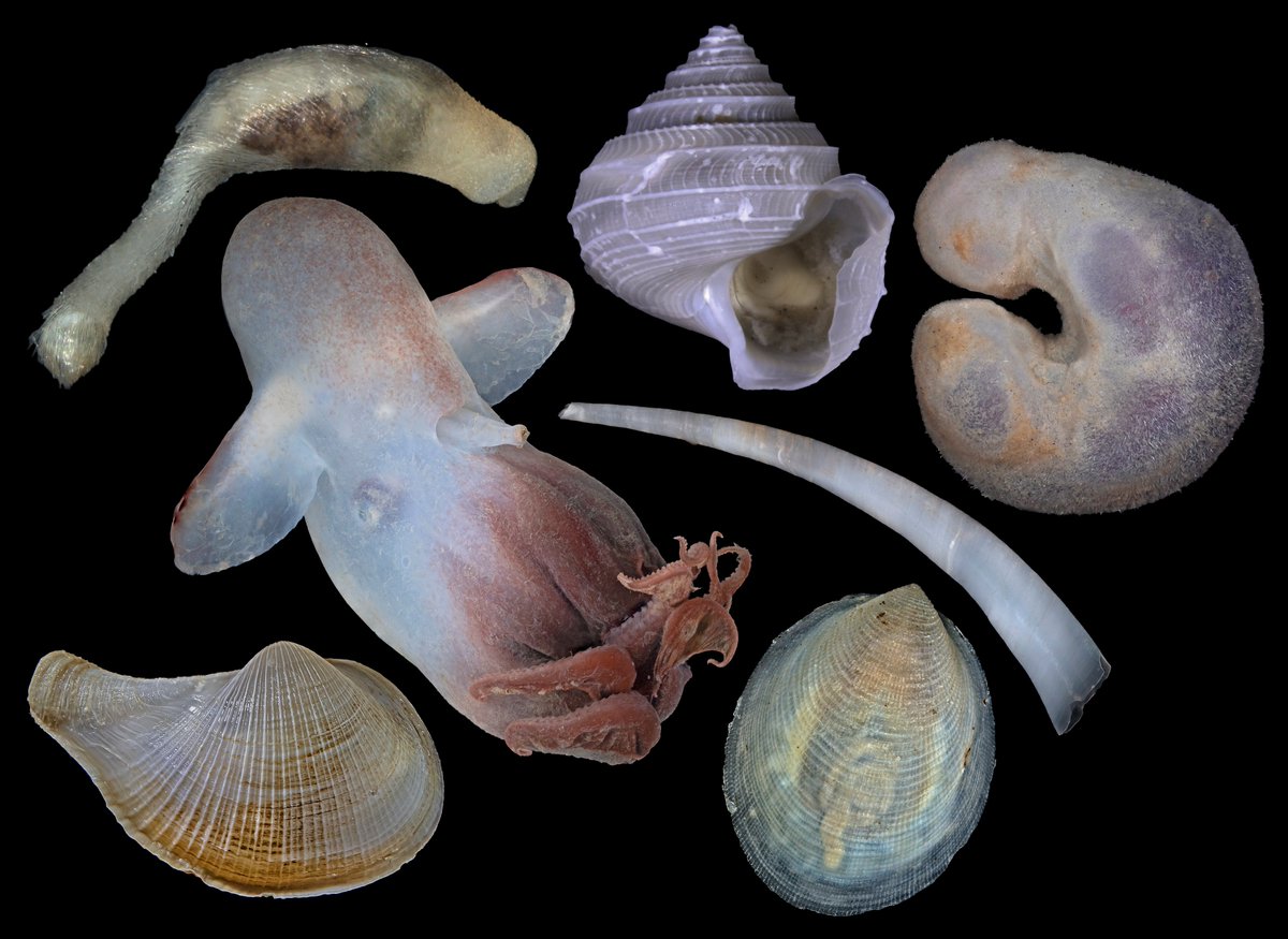 squamiferum's tweet photo. My #AleutBio blog is now online:
Seeking clues to the way of life in the abyss
https://t.co/arlgkGAHEt
... and here are some molluscs collected during the AleutBio expedition so far! Not to scale. https://t.co/4DIOl1EGje