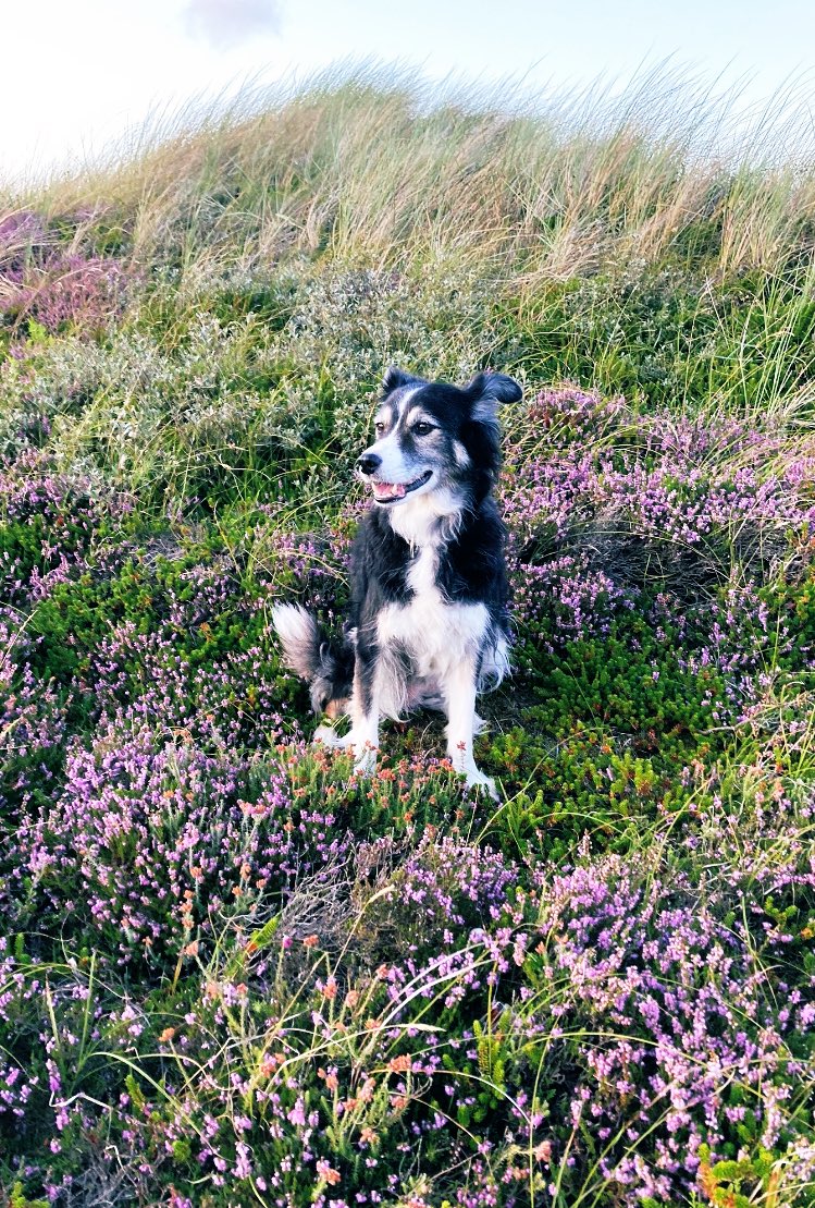 JohnssonKatie's tweet photo. Hello friends💜Today I'm sending you a purple greeting, I can't believe I have to go home the day after tomorrow. We are very sad about this. But I enjoy every single moment of my life and I hope you all can do that too! Lots of love, Sugar 🐾💜💜🐾 https://t.co/w5rMwORv5G