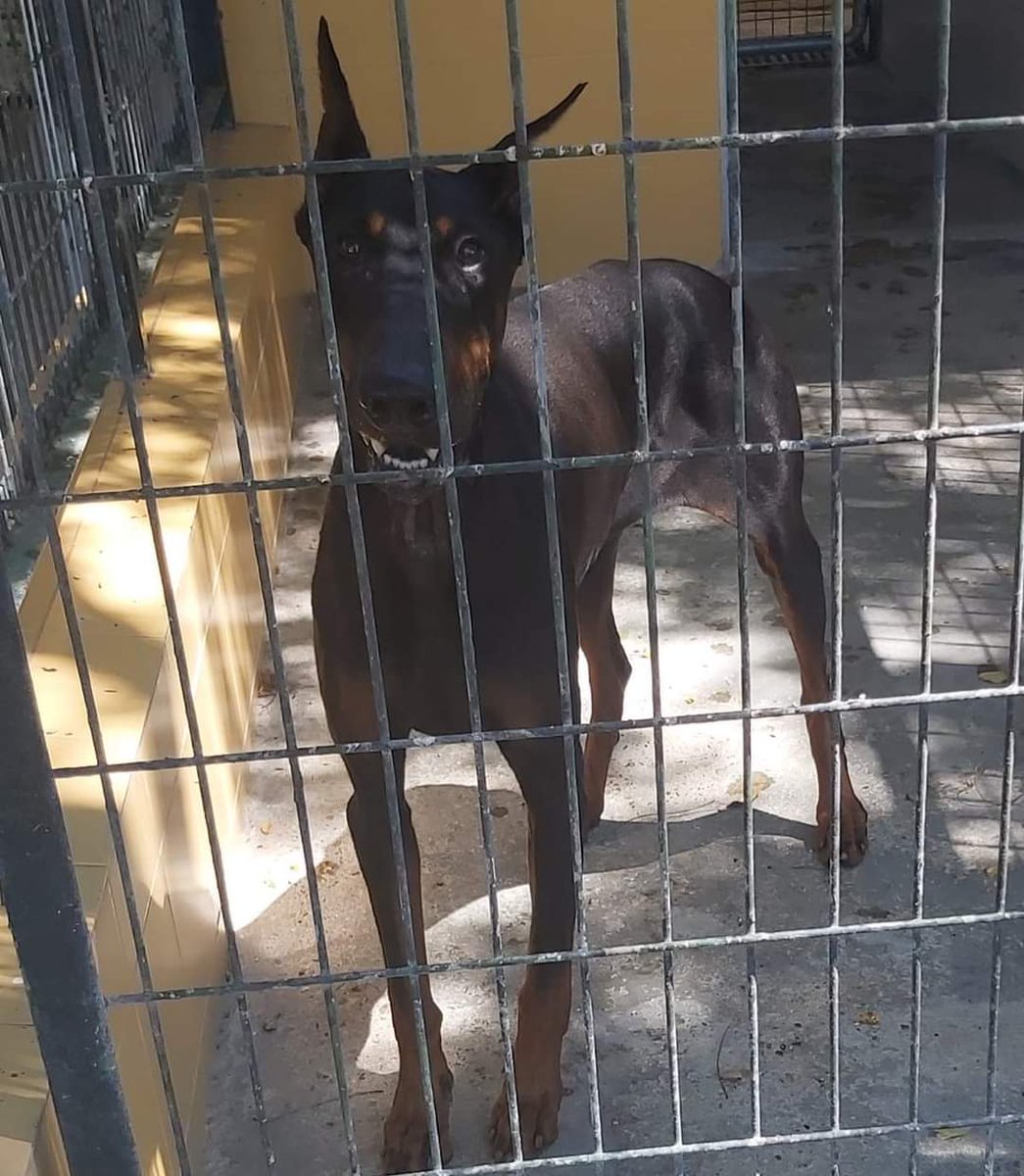 Jara vivía en una familia sin saber que su vida se convertiría en un infierno 💔 
Fue abandonada y terminó en una residencia
Dejaron de pagar la residencia y la han llevado a la perrera 😭💔 
Ya solo quedan lágrimas 😭 
Perrera de Jerez
652 22 11 78
699 73 13 30
😭 🆘 📢 📢