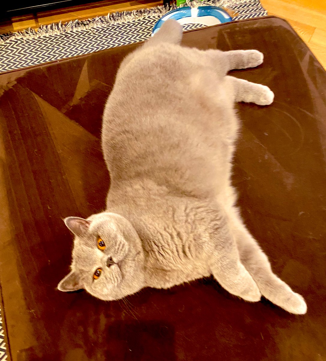 JoleneTheCat's tweet photo. Mom just vacuumed this ottoman so I had to get busy re-furring it. https://t.co/kyYBH24wEk