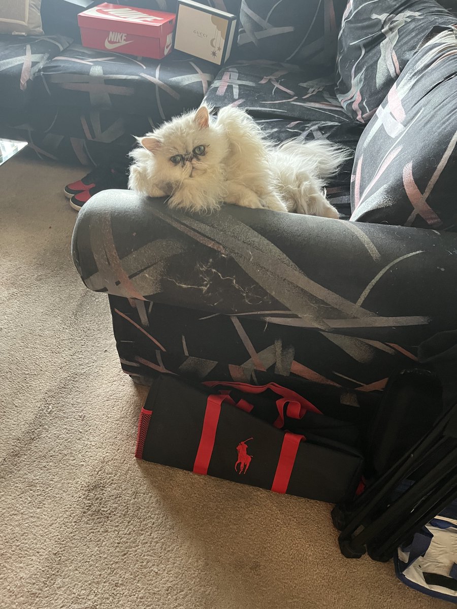 celebspkrs4u's tweet photo. :
For my Cat Fans in the TwitterVerse SnowMan my Pedigree Persian.  Born in Switzerland. #cats #catscratch #catnip #catsofinstagram #CatsOfTwitter #CatsLover #catstagram #catsonfacebook #catsonlinkedin #catsinvegas #persiancats #meow #kittens #kitties #purrfect #catskiss #catshug https://t.co/B14aczcbCd