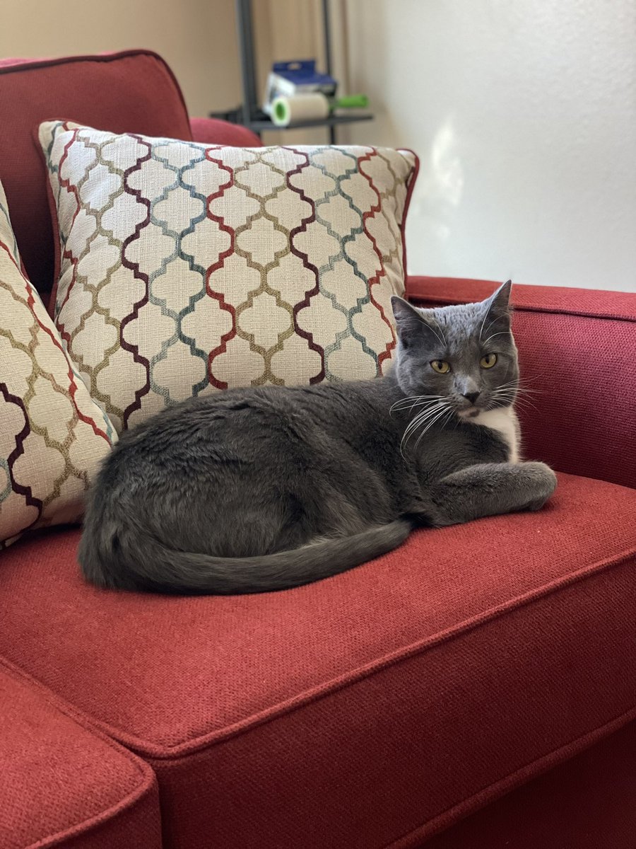 DomOddo15's tweet photo. Everyone please wish the happiest of birthdays to my kitty Chini who is turning 3 today❤️❤️❤️ https://t.co/3wgkpW1gJD